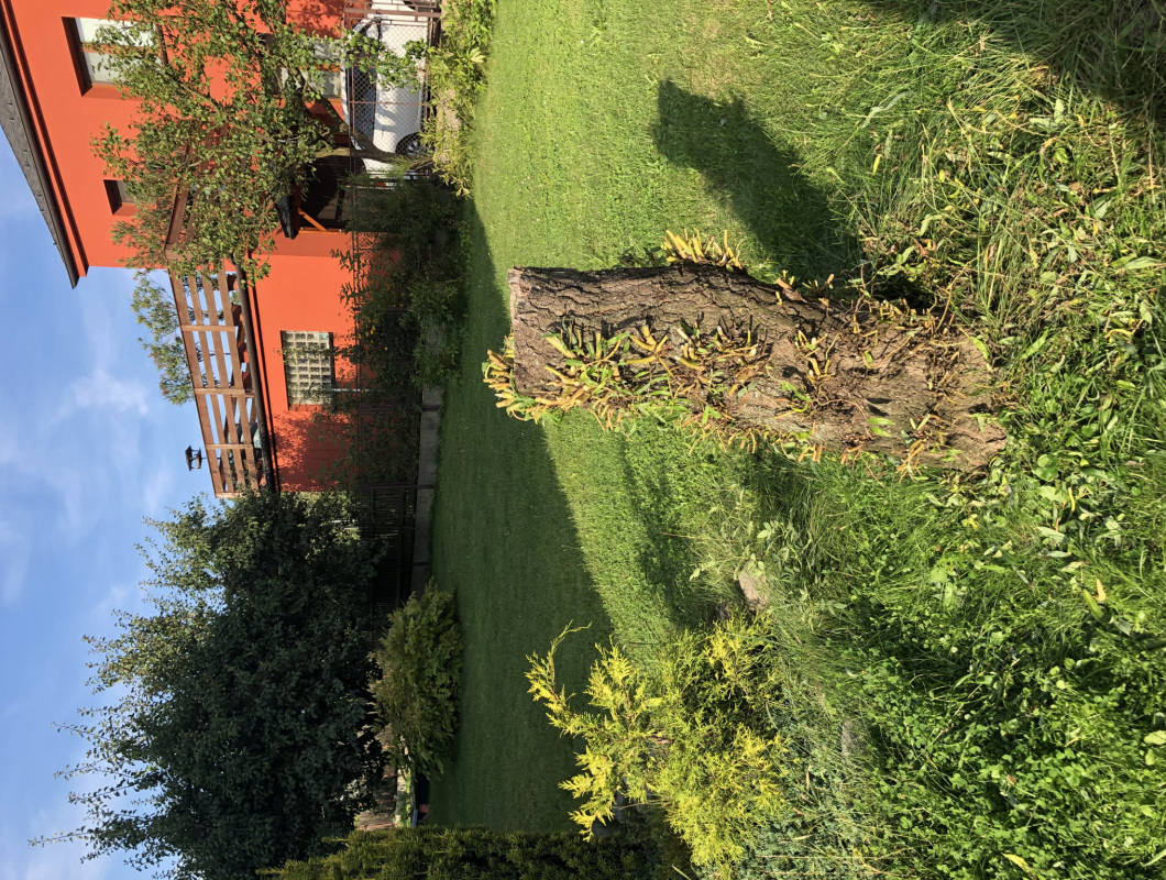 Vykopání / vyfrézování pařezu vrby
